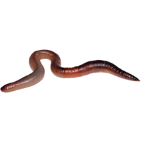 insects & worms free transparent png image.