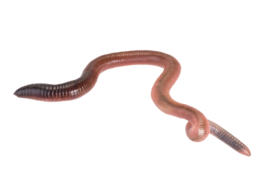 insects & Worms free transparent png image.