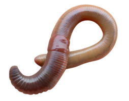 insects & worms free transparent png image.