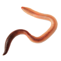 insects & Worms free transparent png image.