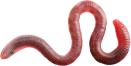 insects & worms free transparent png image.