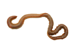 insects & Worms free transparent png image.