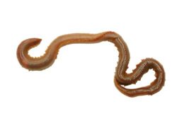 insects & worms free transparent png image.