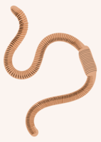 insects & worms free transparent png image.