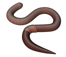 insects & worms free transparent png image.