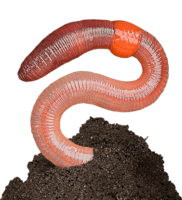 insects & worms free transparent png image.