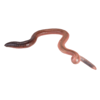 insects & Worms free transparent png image.