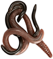 insects & worms free transparent png image.