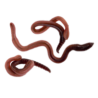 insects & worms free transparent png image.