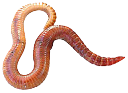 insects & worms free transparent png image.