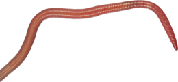 insects & worms free transparent png image.