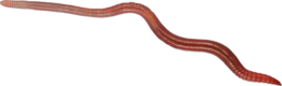 insects & worms free transparent png image.