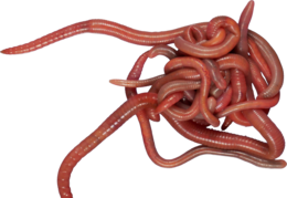 insects & worms free transparent png image.