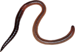 insects & Worms free transparent png image.