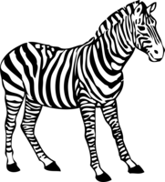 animals & zebra free transparent png image.