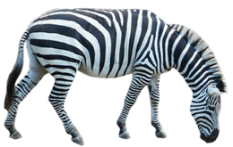 animals & Zebra free transparent png image.