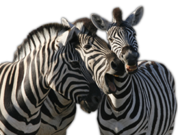 animals & Zebra free transparent png image.