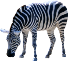 animals & Zebra free transparent png image.