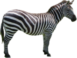 animals & zebra free transparent png image.