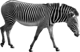 animals & zebra free transparent png image.