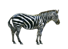 animals & Zebra free transparent png image.