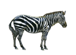 animals & zebra free transparent png image.