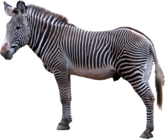 animals & zebra free transparent png image.