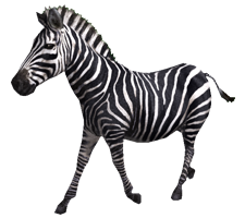 animals & Zebra free transparent png image.