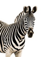 animals & Zebra free transparent png image.