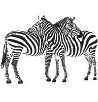 animals & zebra free transparent png image.