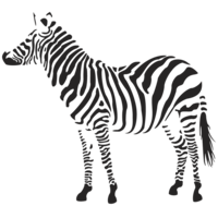 animals & zebra free transparent png image.