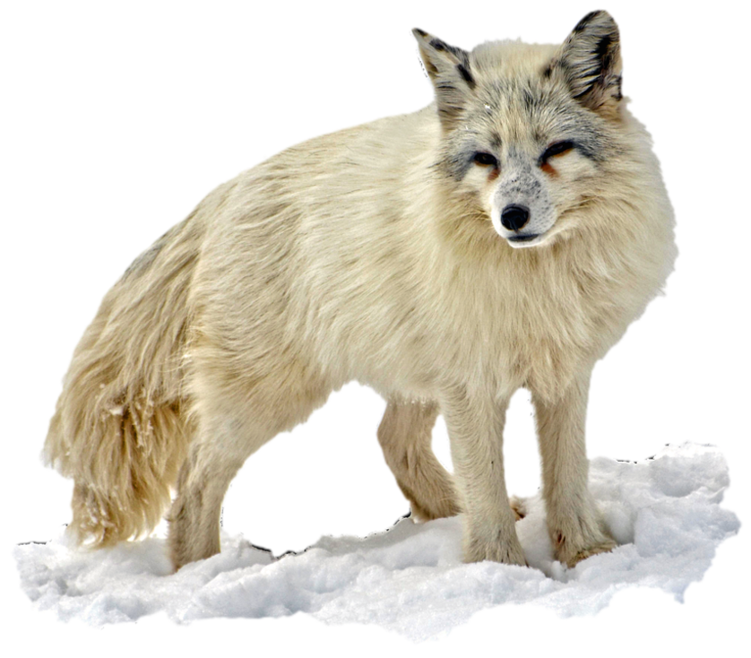 Arctic fox-animals- PNG image with transparent background