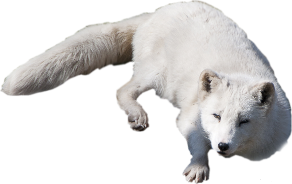 Arctic fox-animals- PNG image with transparent background