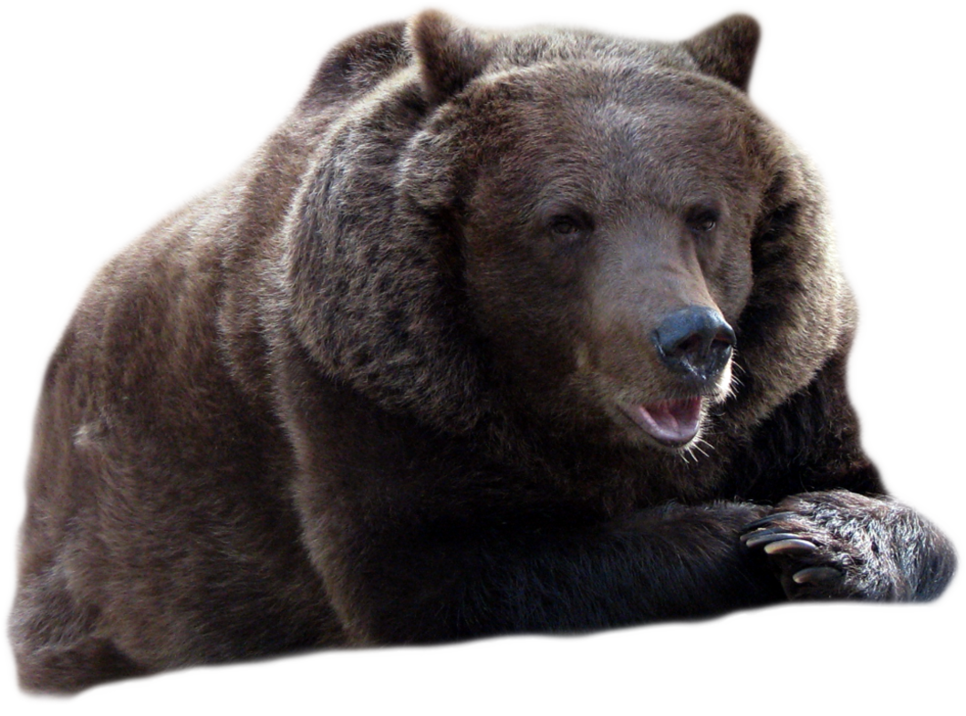 Bear-animals- PNG image with transparent background