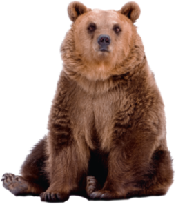 Bear-animals- PNG image with transparent background