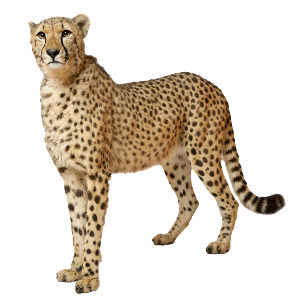 Cheetah - PNG image with transparent background | Free Png Images