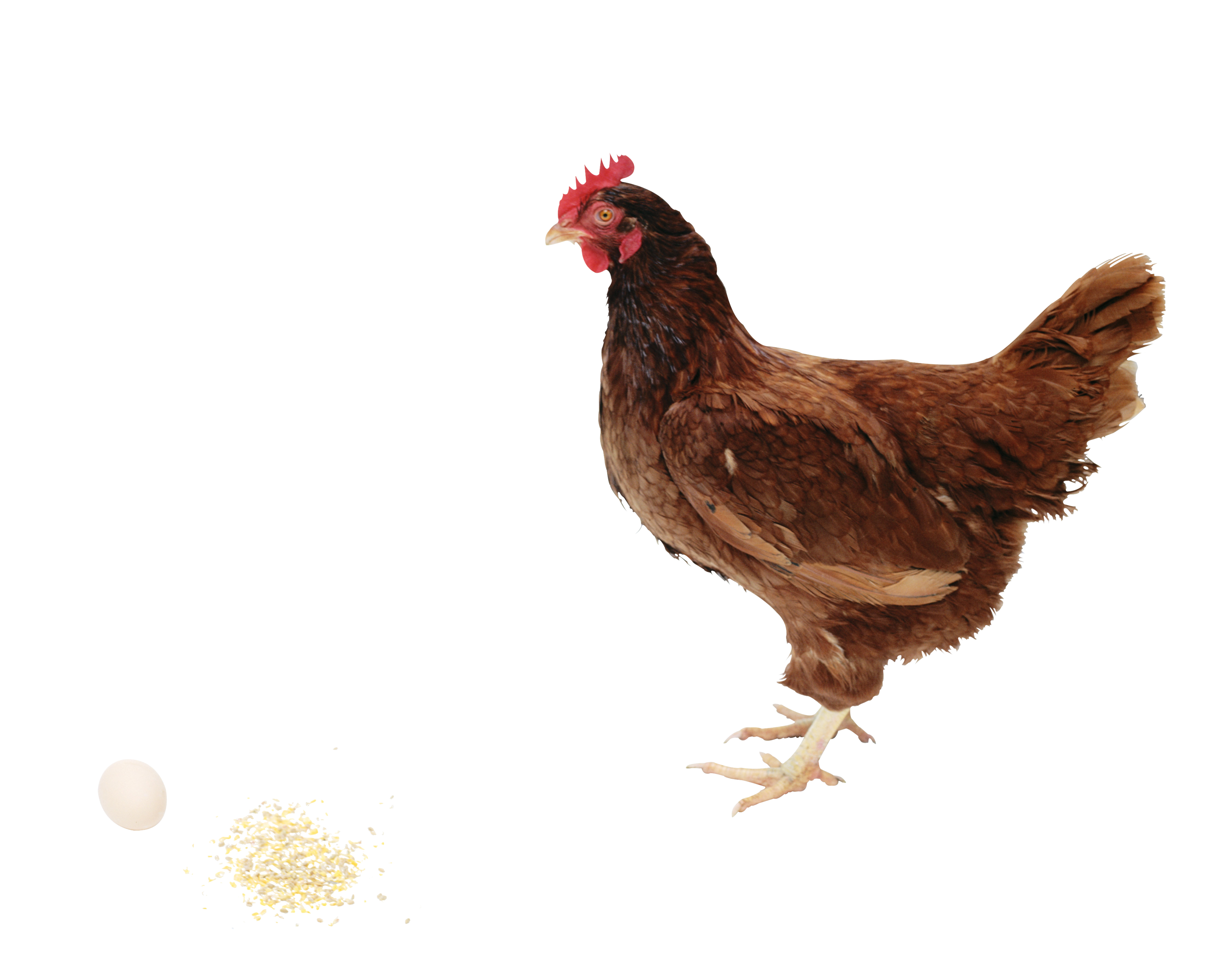 Курица на белом фоне