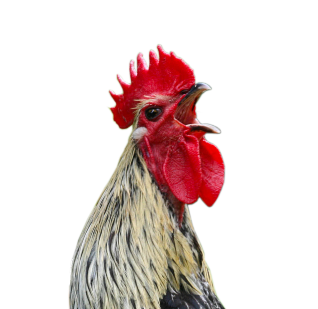 Chick With Cock