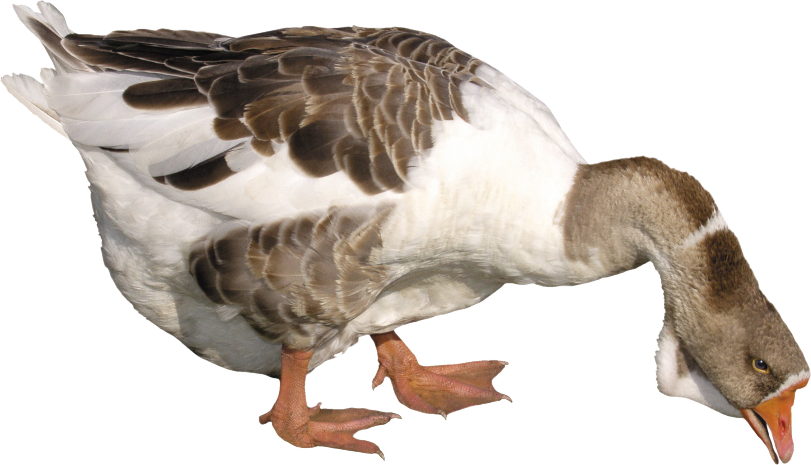 Duck-animals- PNG image with transparent background