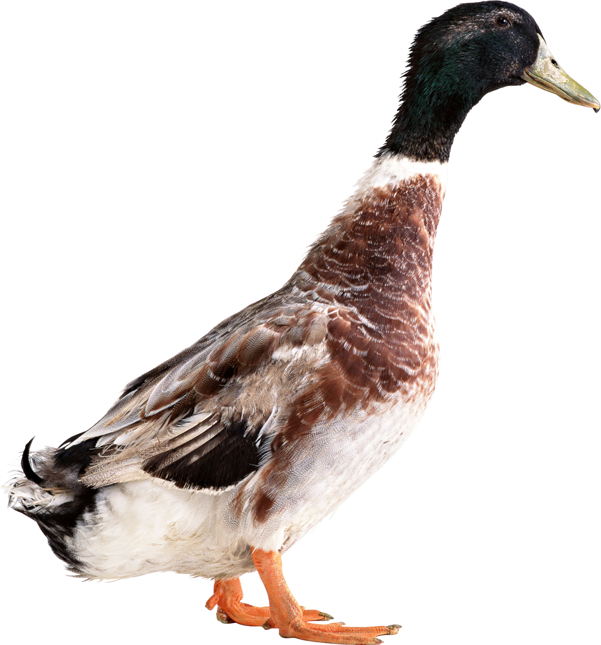 Duck-animals- PNG image with transparent background