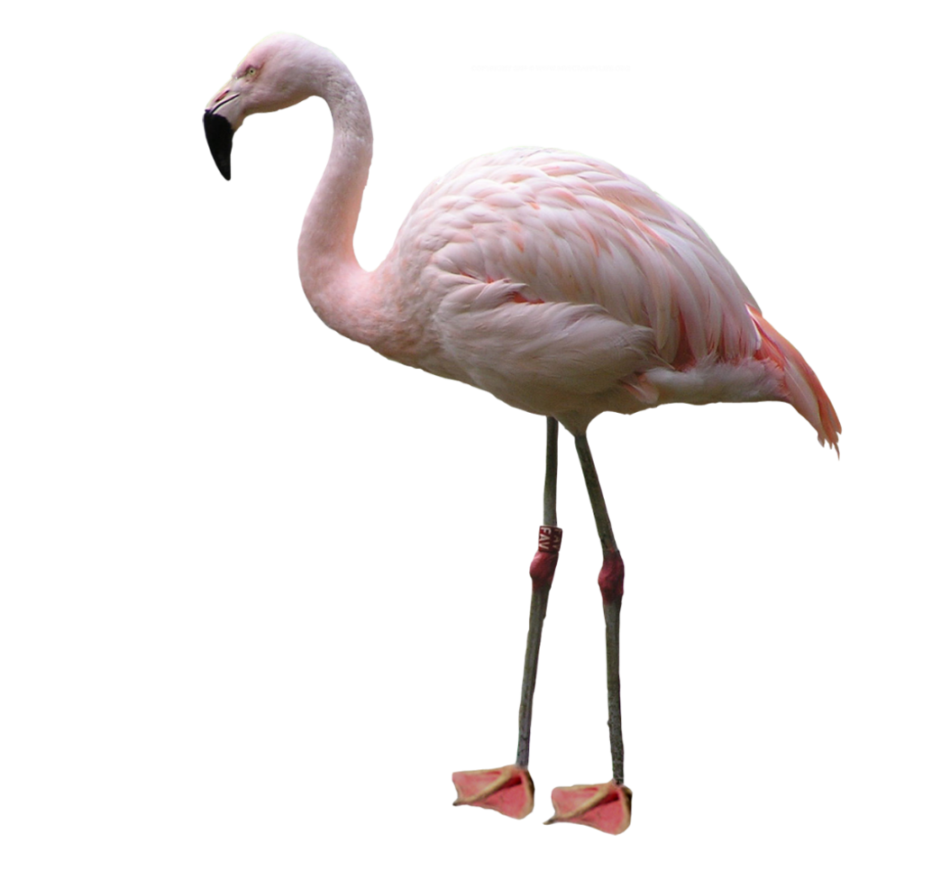 Flamingo-animals- PNG image with transparent background