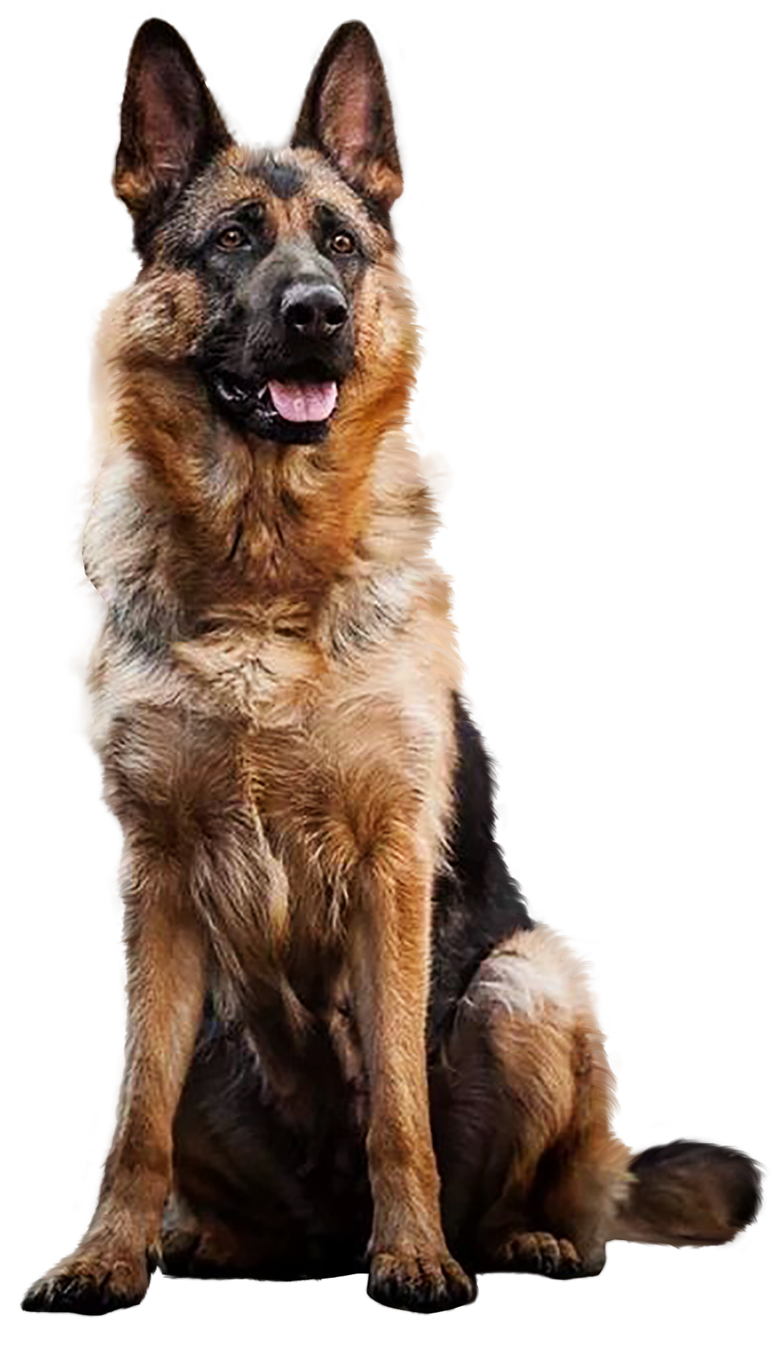 German Shepherd - PNG image with transparent background | Free Png Images