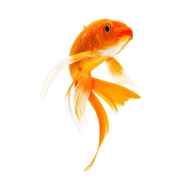 Goldfish - PNG image with transparent background | Free Png Images
