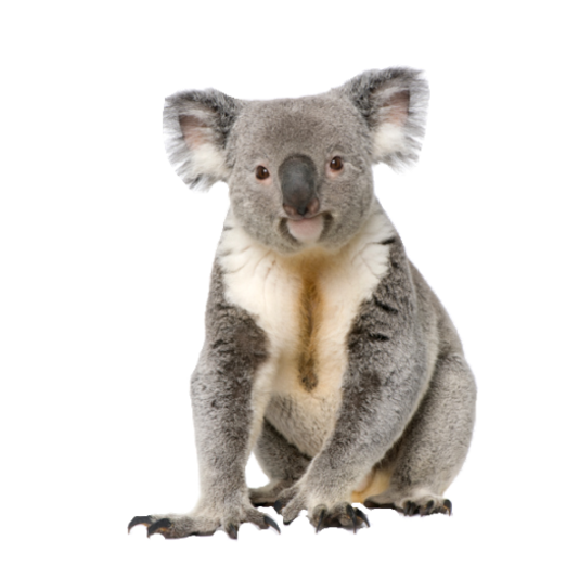 Koala-animals- PNG image with transparent background