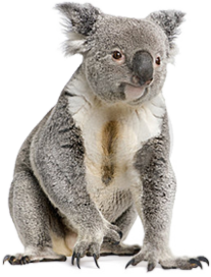 Koala-animals- PNG image with transparent background