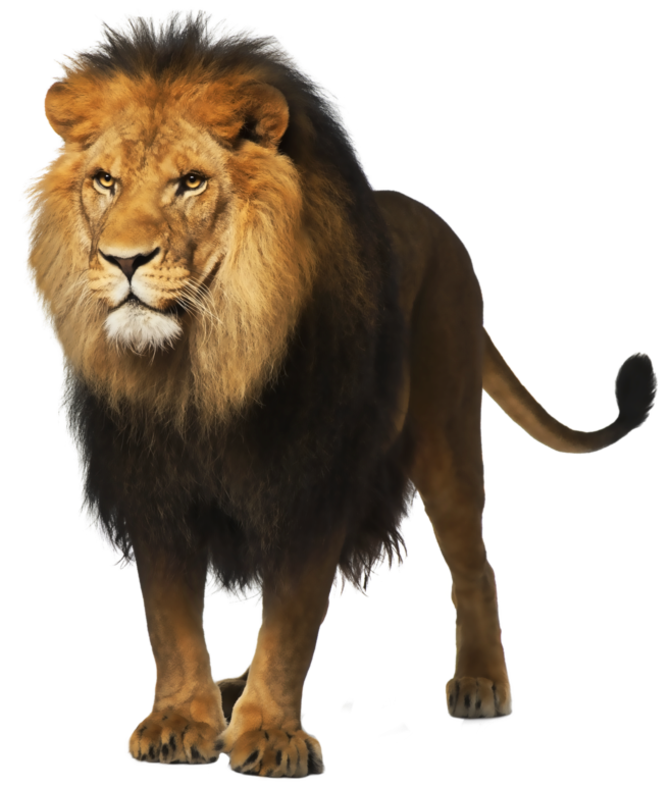 Lion - PNG image with transparent background | Free Png Images