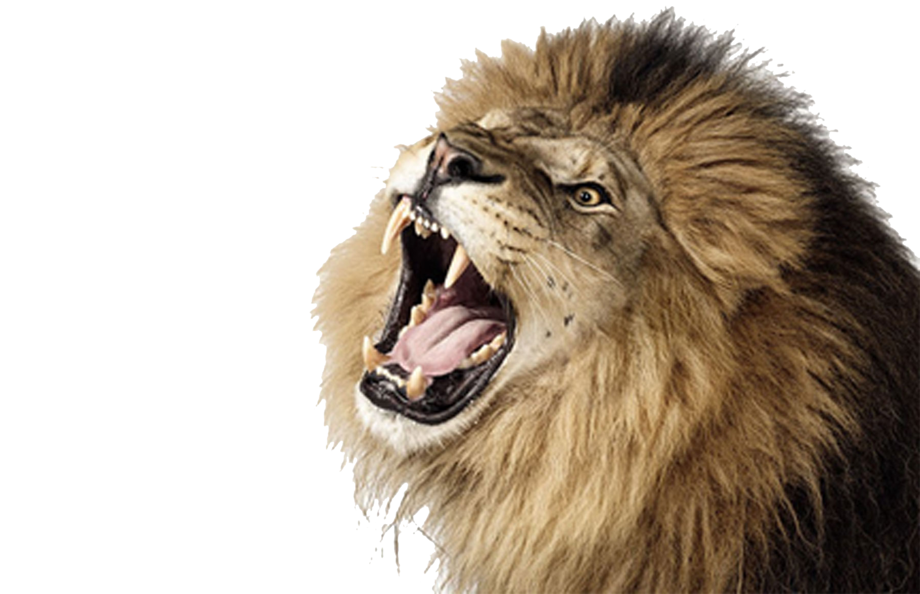 Zack Lion