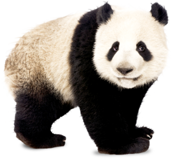 Panda Png Image With Transparent Background Free Png Images