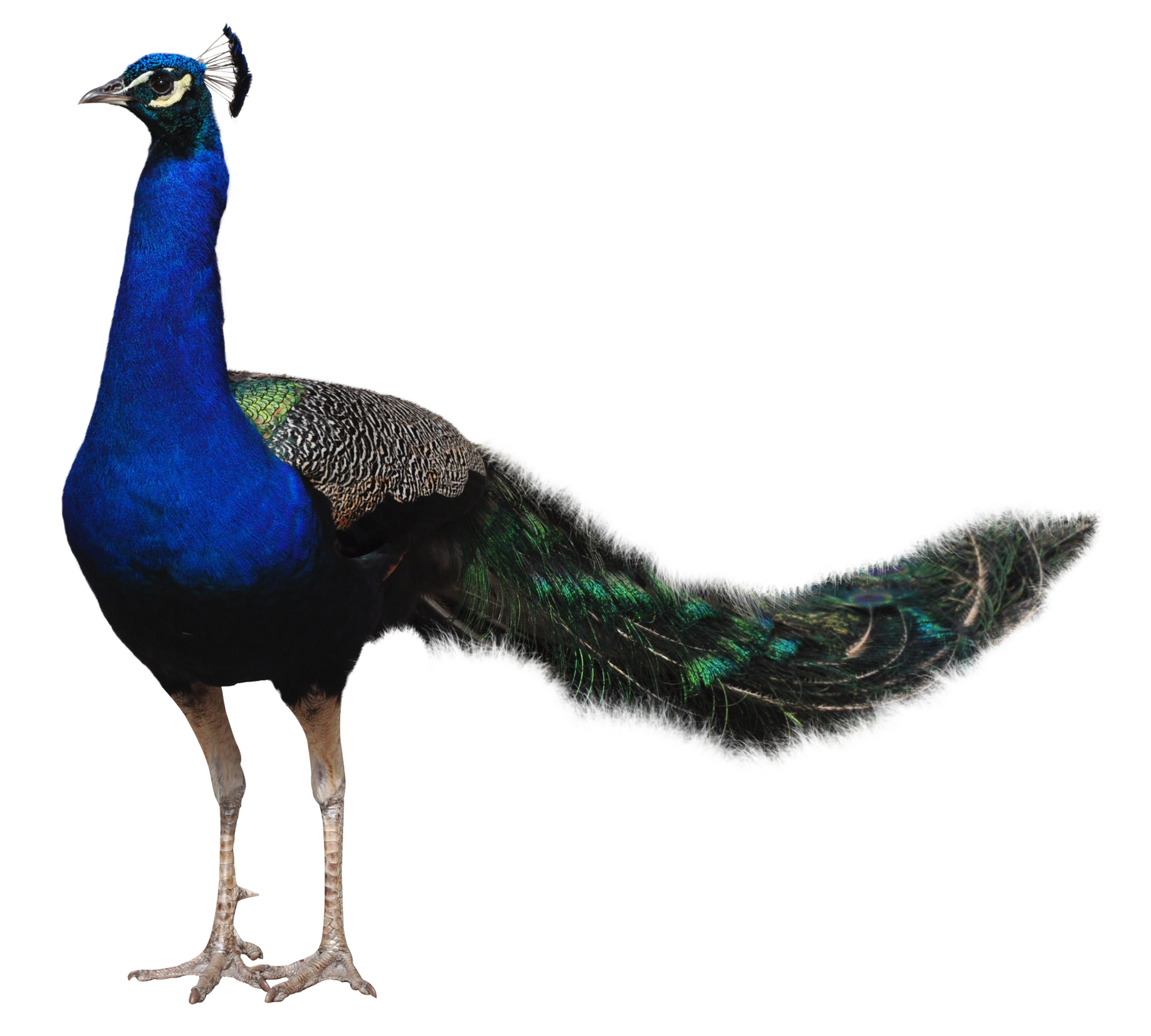 Peacock-animals- PNG image with transparent background