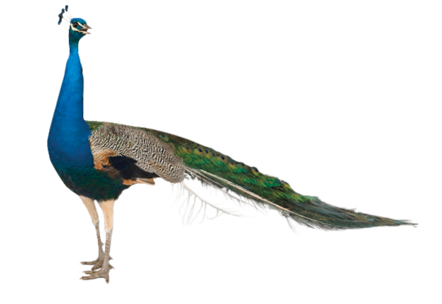 Peacock-animals- PNG image with transparent background